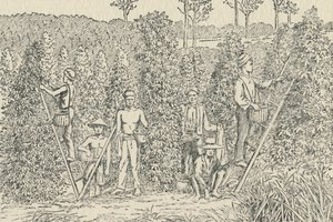 Peperplantage, 1924