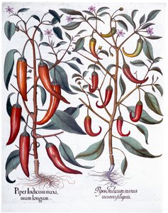 Paprika