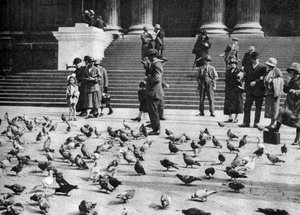 Duiven op Trafalgar Square, Londen, 1926-1927