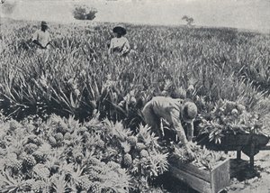 Ananasveld, Queensland, 1923 door Unbekannt