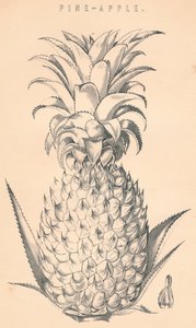 Ananas, 19e eeuw