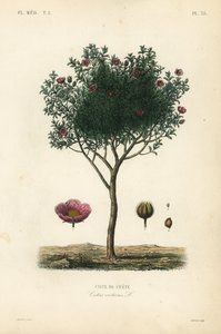 Roze rotsroos, Cistus creticus