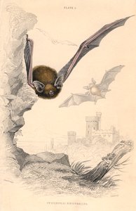 Dwergvleermuis Pipistrellus pipistrellus, 1828