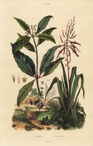 Pitcairnia bifrons en Victoriaanse buksboom door Unbekannt