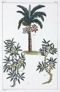 Medicinale planten, China