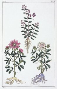 Medicinale planten, China