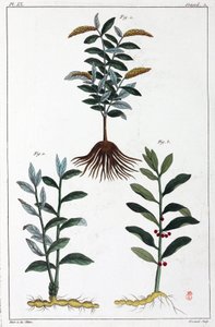 Medicinale planten, China door Unbekannt