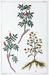 Medicinale planten, China