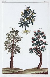 Medicinale planten, China door Unbekannt