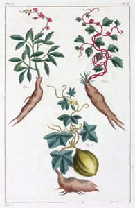 Medicinale planten, China door Unbekannt