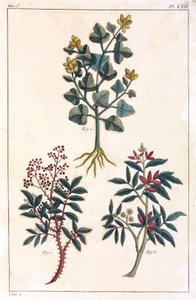 Medicinale planten, China
