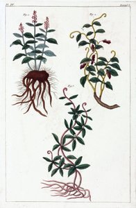Medicinale planten, China door Unbekannt