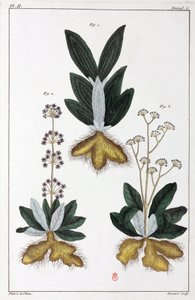 Medicinale planten, China door Unbekannt