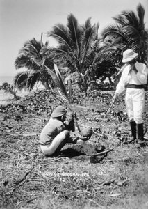 Kokospalmen planten, Solomon Island, Fiji, 1905