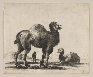 Plaat 17: kamelen, uit Diverse dieren Diversi animali door Unbekannt
