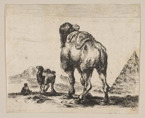 Kameel gezien van achteren met piramide rechts, uit Diverse dieren door Unbekannt