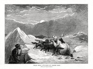IJsbeer aangevallen door Eskimohonden, 1877 door Unbekannt