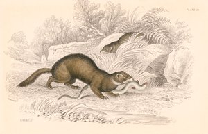 Bunzing Mustela putorius, lid van de wezels