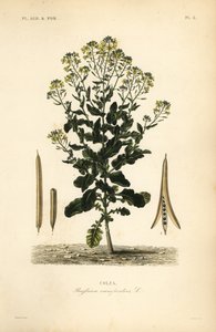 Poolse koolzaad of koolzaadolieplant, Brassica rapa, Brassica campestris, Colza door Unbekannt