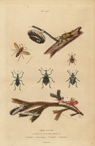 Papierwesp en nest, blauwe snuitkever, wortelkever, zeenaaktslakken op zeewier
