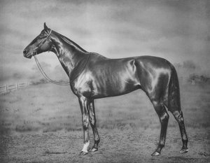 Polymelus, 1902-1924 door Unbekannt