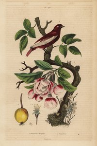 Pompadour cotinga op een appelboom, fruit, bloesem