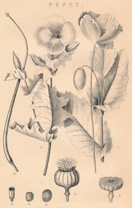 Klaproos