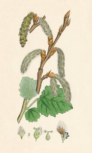Populus canescens. Grijze populier, 19e eeuw