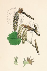 Populus tremula. Esp