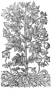 Aardappel, 1640 door Unbekannt