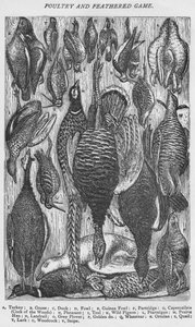 Gevogelte en Gevederd Wild, 1907