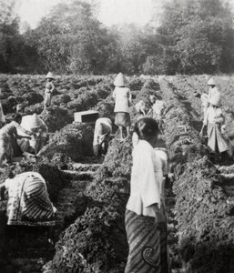 Voorbereiding van irrigatiekanalen op een suikerplantage, Java, Nederlands-Indië, 1927 door Unbekannt