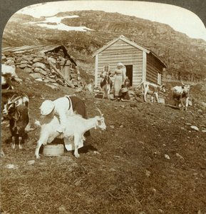 Mooie Noorse meisjes die koeien en geiten hoeden op de Haukeli-bergen, Noorwegen, ca. 1905