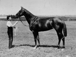 Pretty Polly, 1901-1931, 1911 door Unbekannt