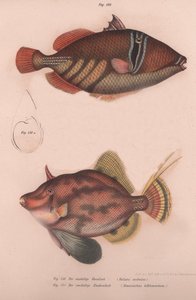 Stekelige Hoornvis Batistes aculeatus, Monacanthus bifilamentosus, c.1850s