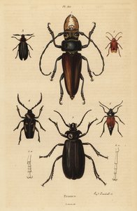 Psalidognathus friendii, Madre de la Culebra, Acanthinodera cumingii, Allocerus dilaticorne, Callipogos barbatus, Anacolus sanguineus en Prionus flavipennis
