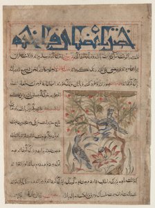 Eigenschappen van ringduiven recto, over de voordelen van kwartels verso..., ca. 1300 door Unbekannt