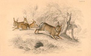 Konijn Oryctolagus cuniculus, 1828