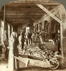 Ontvangst van vis van zeevaartuigen en verpakking voor export - vismagazijn, Aalesund, Noorwegen, ca. 1905