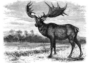 Reconstructie van de Ierse eland Megaloceros, c1880