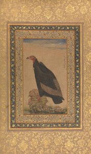Roodkopgier, Folio uit het Shah Jahan Album, recto en verso: begin 19e eeuw