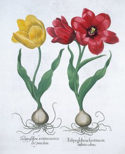Rode en gele tulp, 1613
