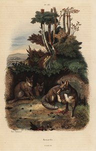 Rode vossen, Vulpes vulpes, buiten een hol