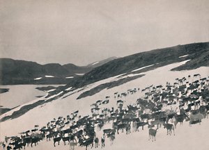 Rendieren op de Bergen, 1914