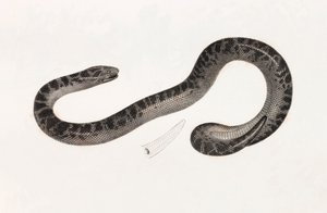 Reptielen: een slang uit Delta Boek: 