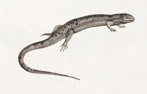 Reptielen: Gigantische anolen