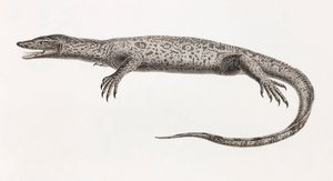 Reptielen: Tupinambis van de Nijl
