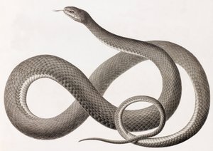 Reptielen: een close-up afbeelding van een illustratie van een slang door Unbekannt