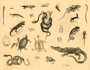 Reptielen