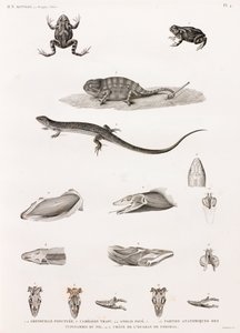Reptielen: serie illustraties van reptielen